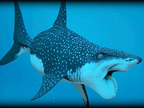 helicoprion_8.gif