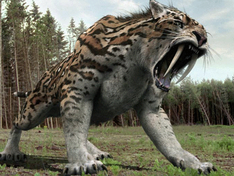 smilodon_1.gif